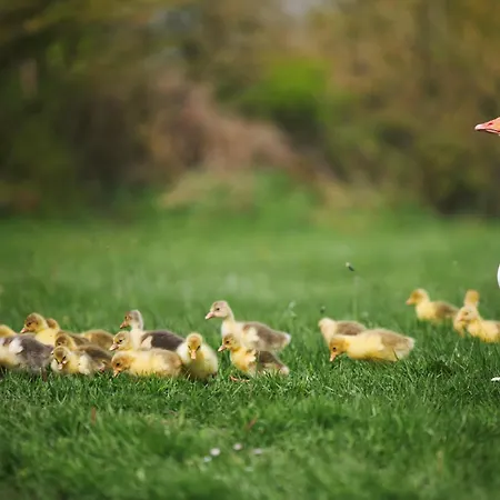 Du Coq A La Ferme De Franqueville 3* Sainte-Marie-du-Mont (Manche)