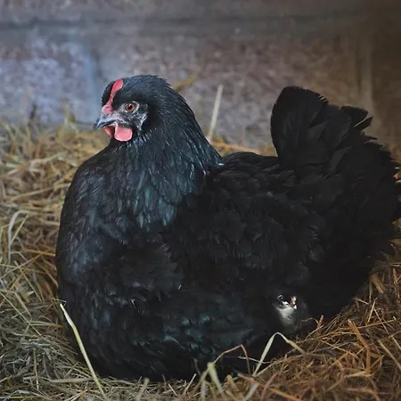 Du Coq A La Ferme De Franqueville