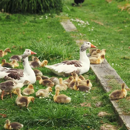 Du Coq A La Ferme De Franqueville 3*