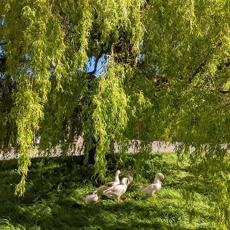 Du Coq A La Ferme De Franqueville 3* Sainte-Marie-du-Mont (Manche)