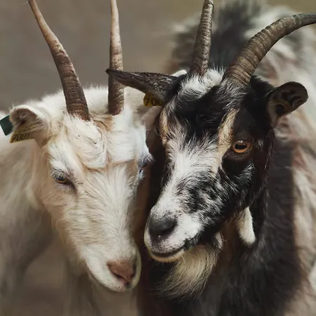 Bed and Breakfast Du Coq A La Ferme De Franqueville Sainte-Marie-du-Mont (Manche)