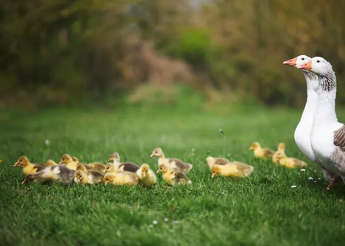 Du Coq A La Ferme De Franqueville 3* Sainte-Marie-du-Mont (Manche)