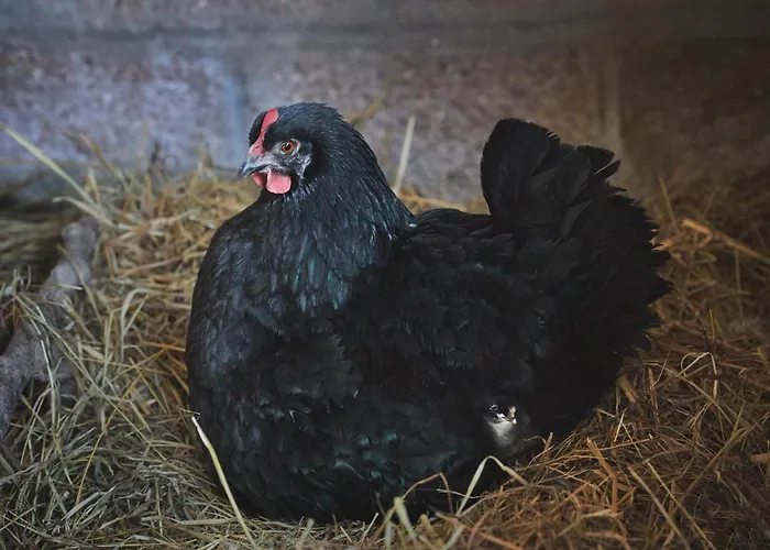 Du Coq A La Ferme De Franqueville