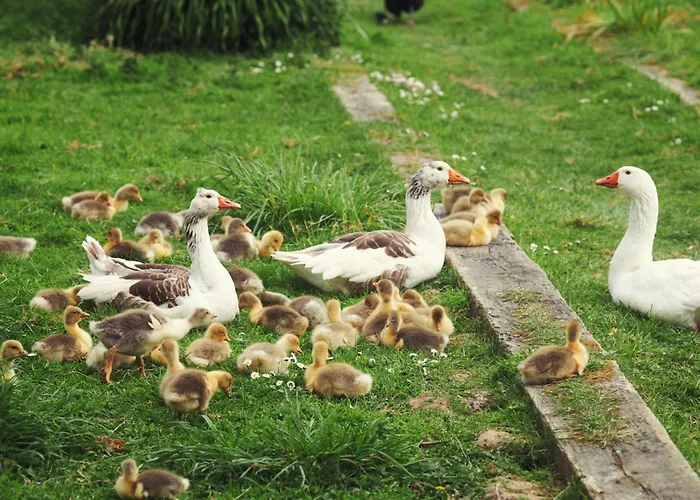 Du Coq A La Ferme De Franqueville 3*
