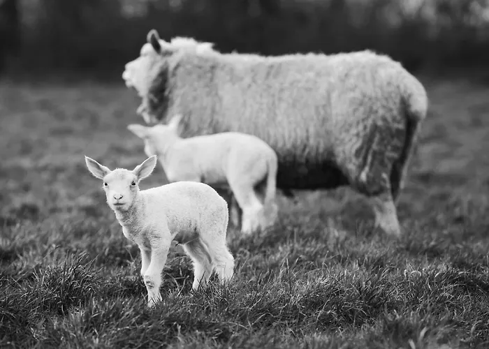 Du Coq A La Ferme De Franqueville Sainte-Marie-du-Mont (Manche)