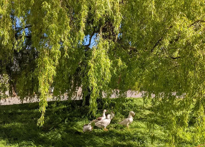 Du Coq A La Ferme De Franqueville 3* Sainte-Marie-du-Mont (Manche)