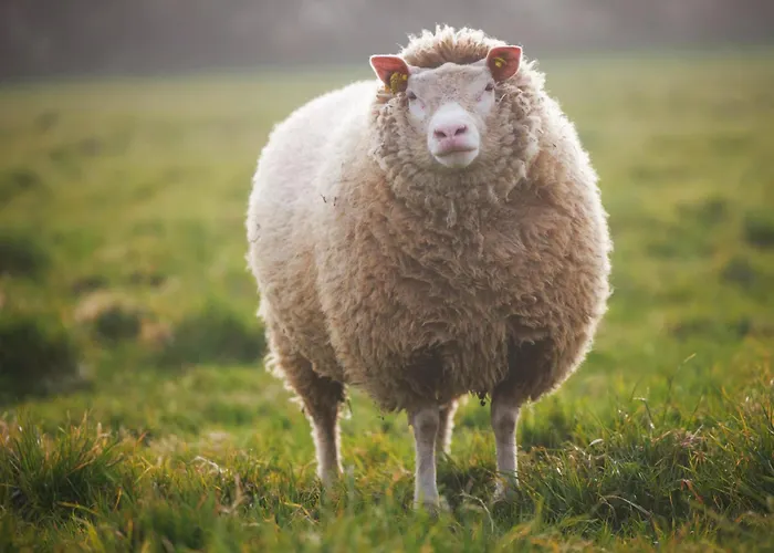 Du Coq A La Ferme De Franqueville Bed & Breakfast Sainte-Marie-du-Mont (Manche)