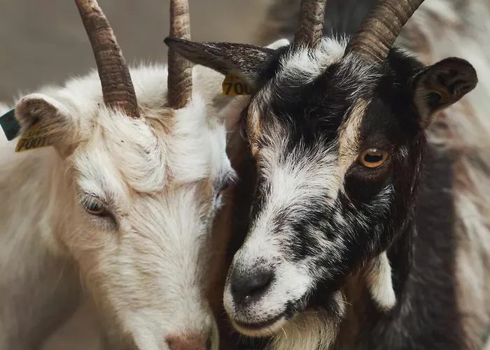 Bed & Breakfast Du Coq A La Ferme De Franqueville Sainte-Marie-du-Mont (Manche)